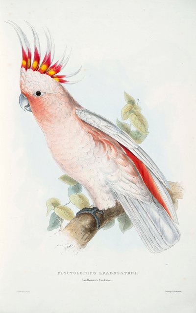 Lophochroa leadbeateri von Edward Lear